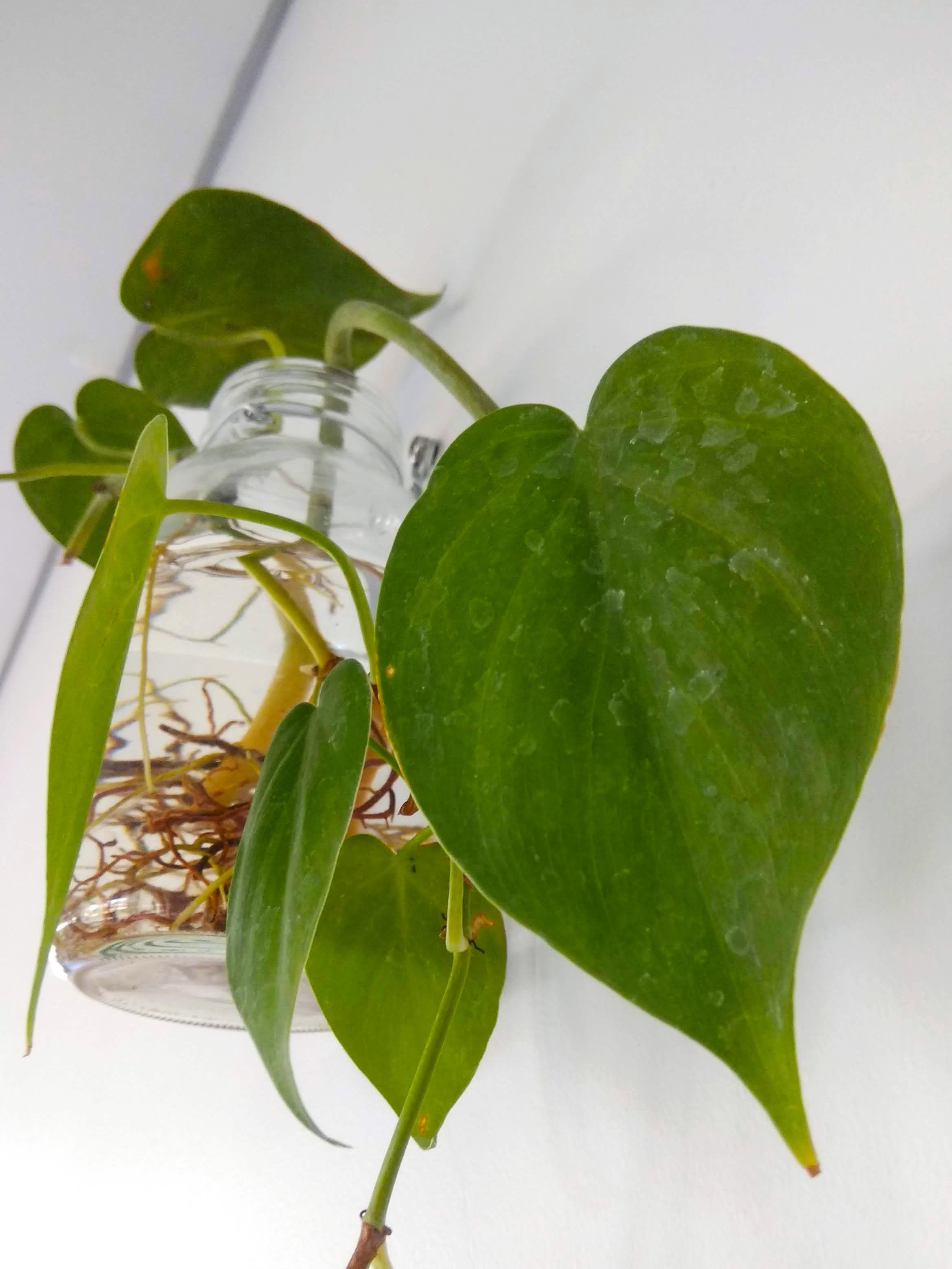 heartleaf philodendron