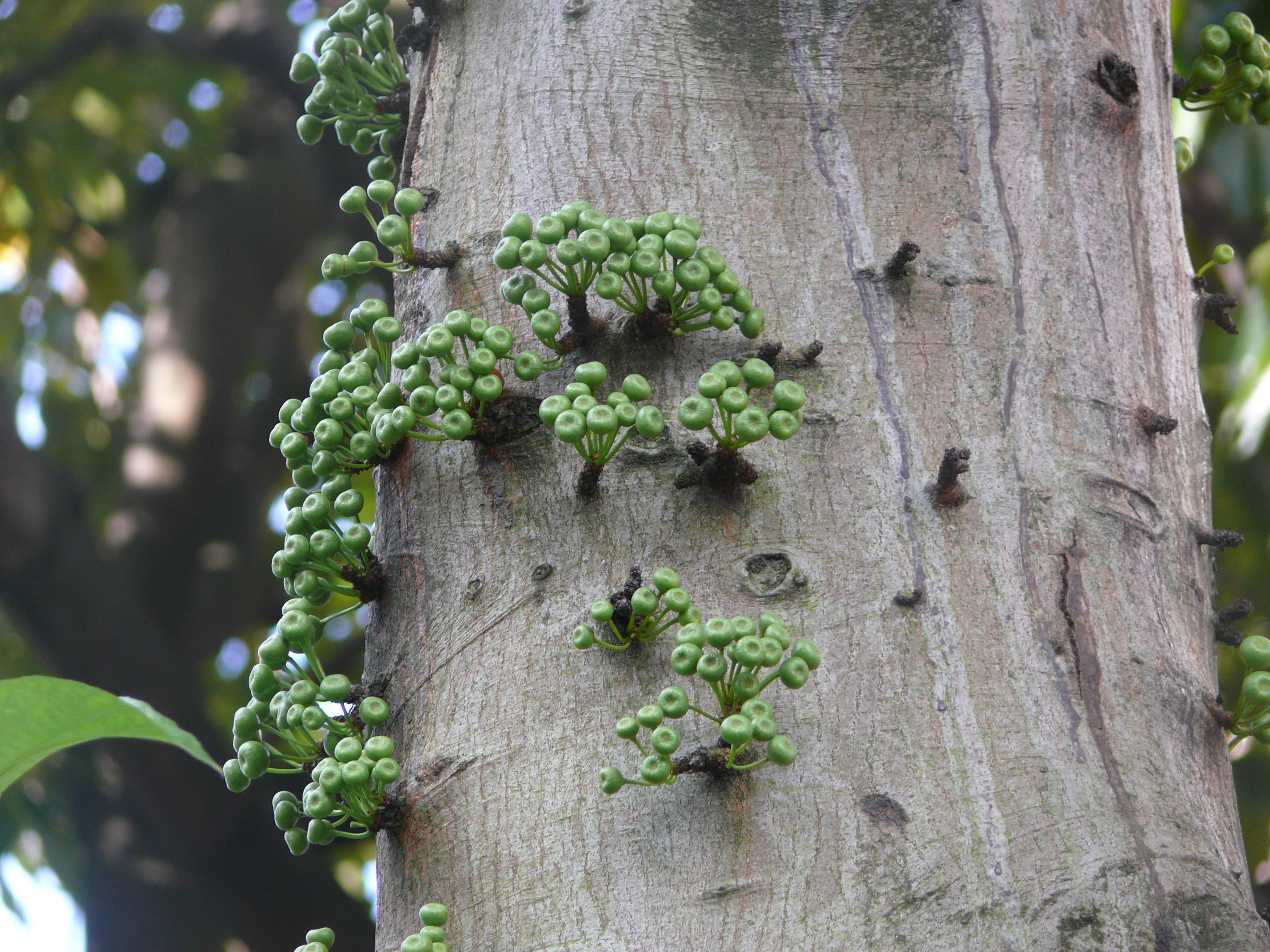 Common Red-stem Fig