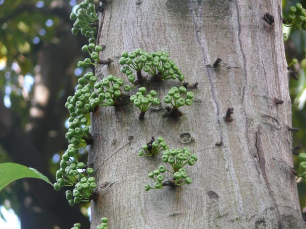 Common Red-stem Fig