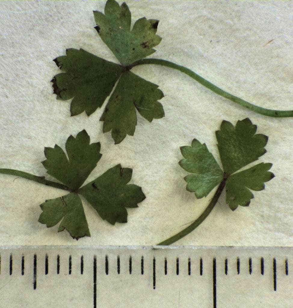 Hydrocotyle Japan