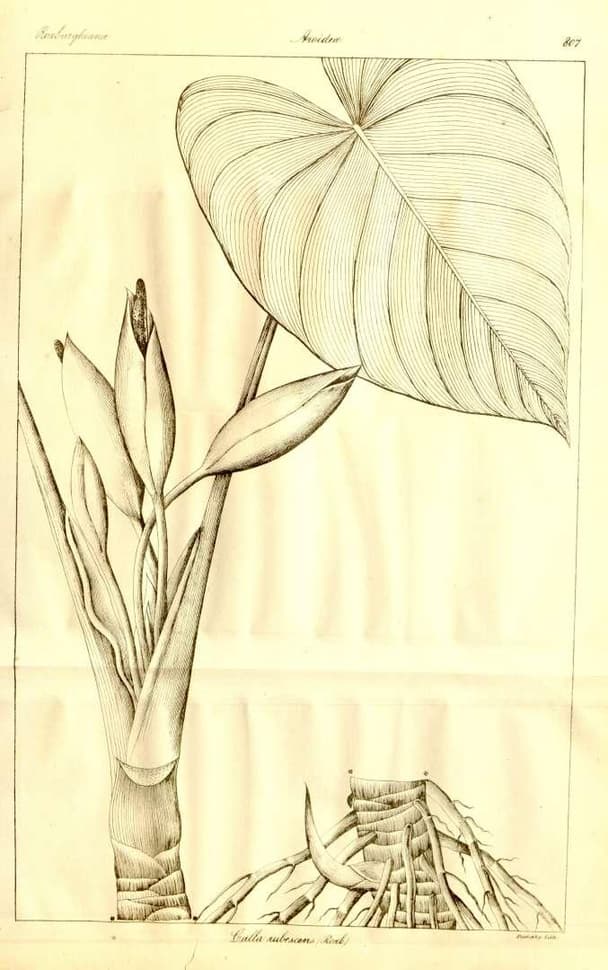 Homalomena rubescens