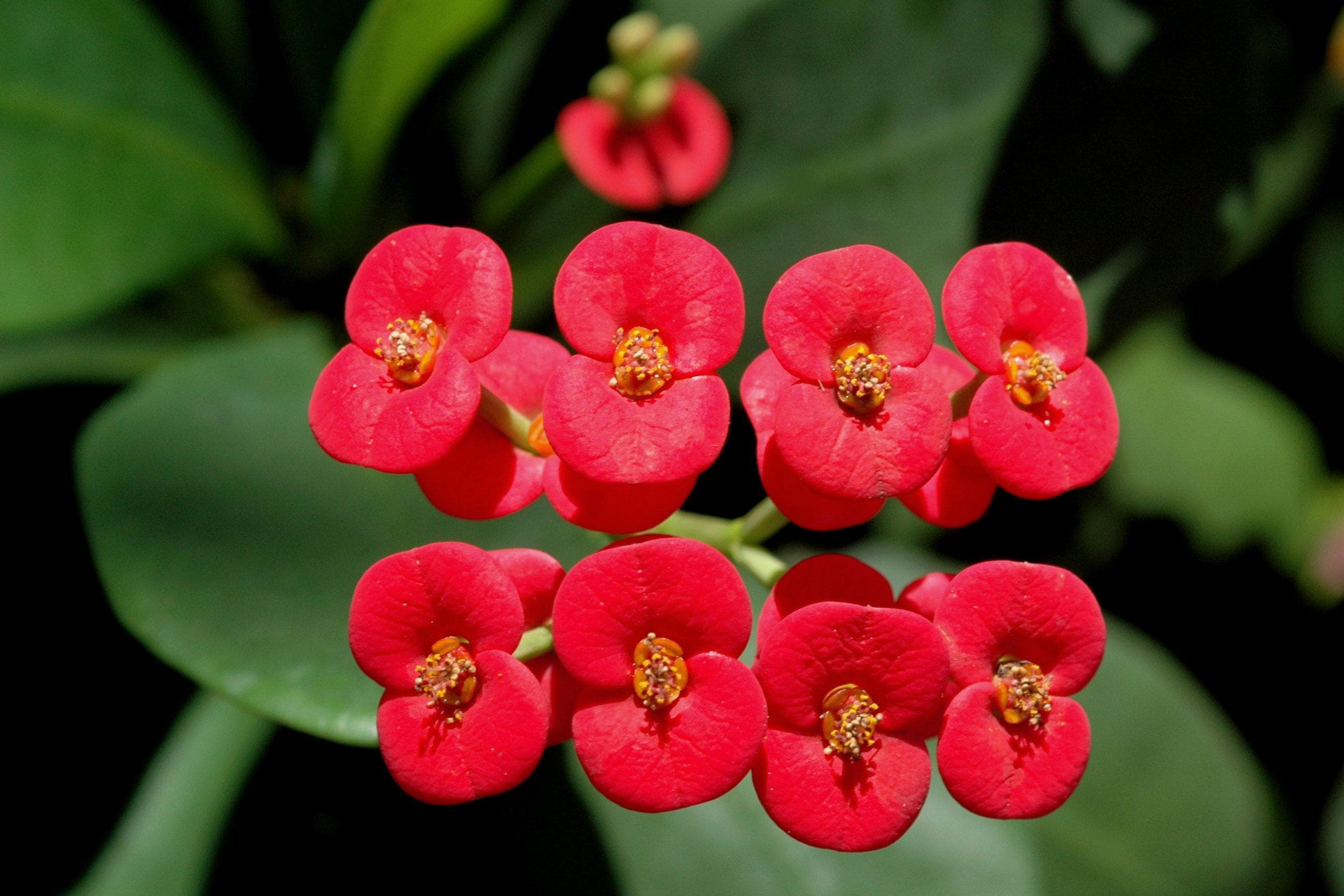 Crown-of-thorns
