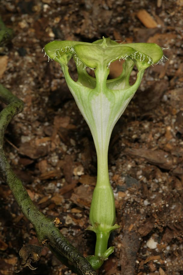 Parachute Flower
