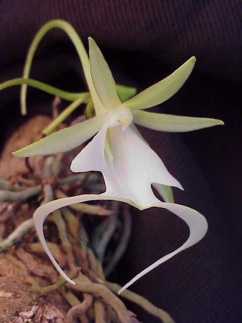 Ghost orchid