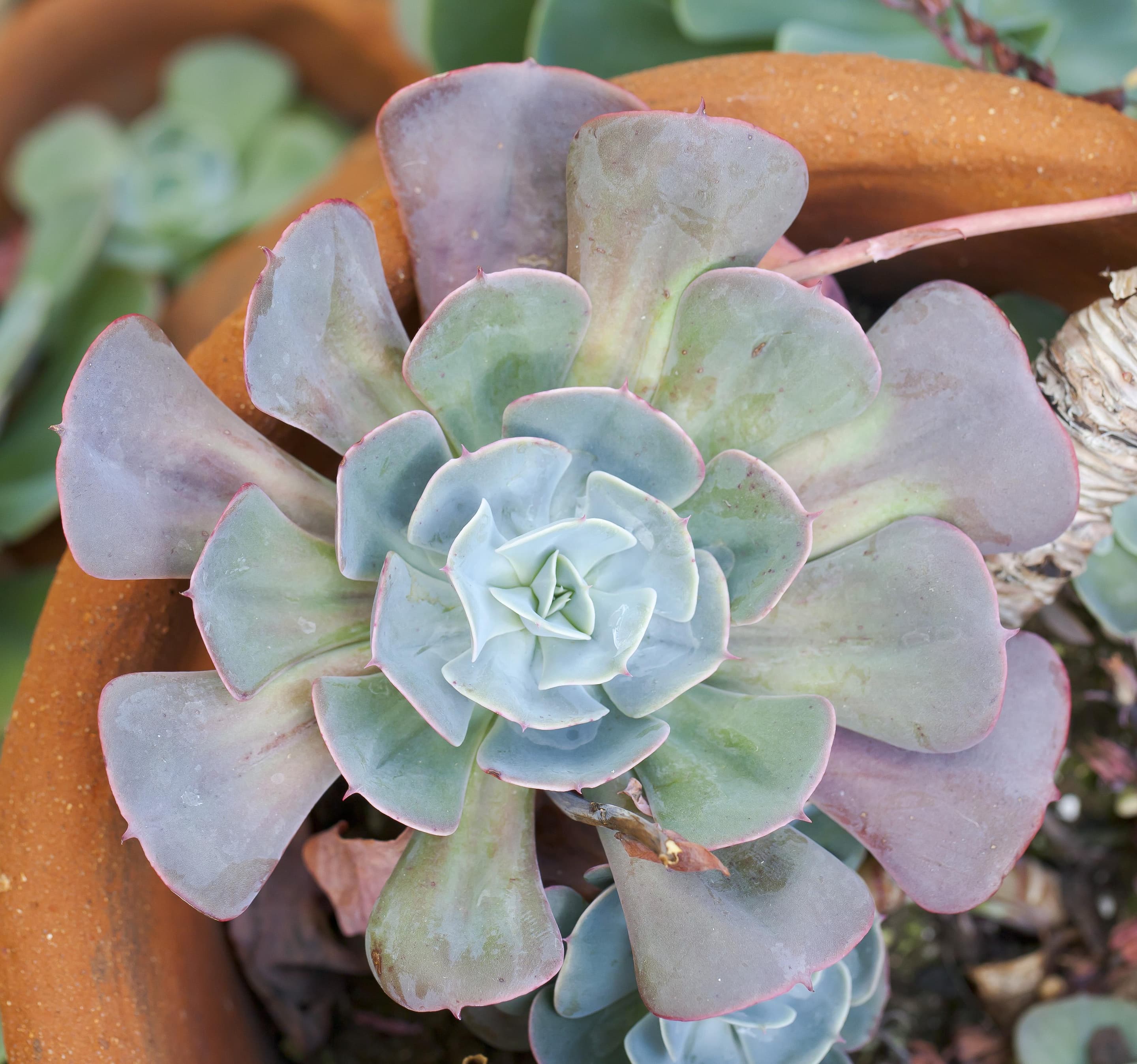 Ghost Echeveria