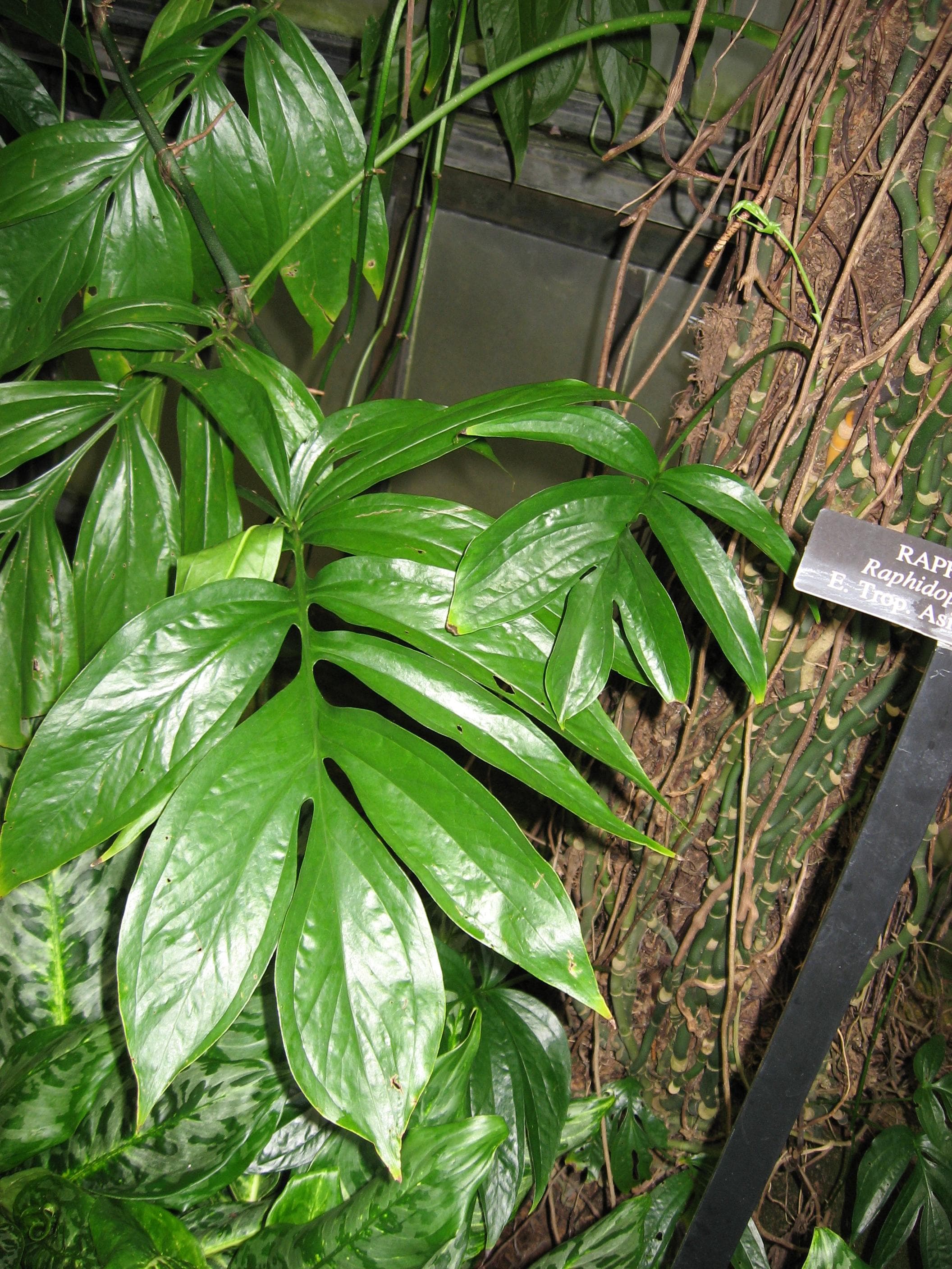 Creeping philodendron