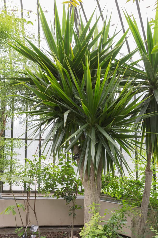 African Dragon Tree