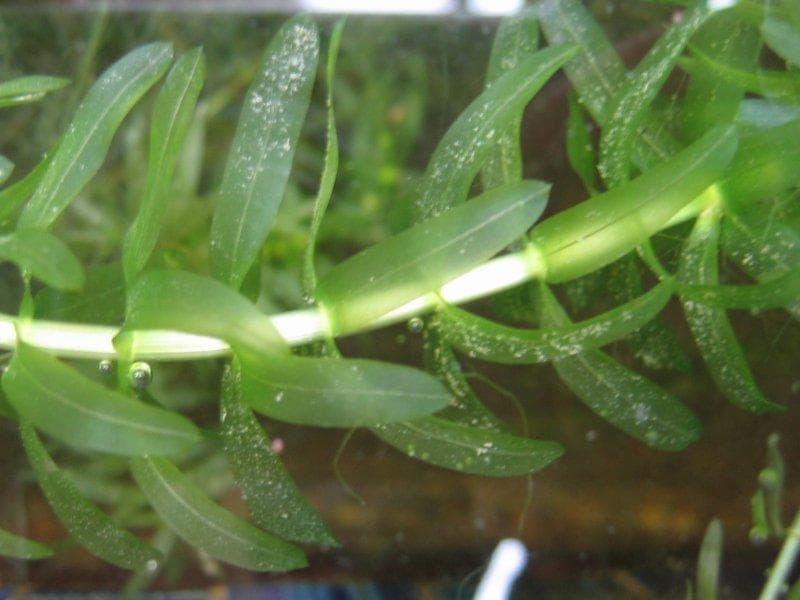 Brazilian waterweed