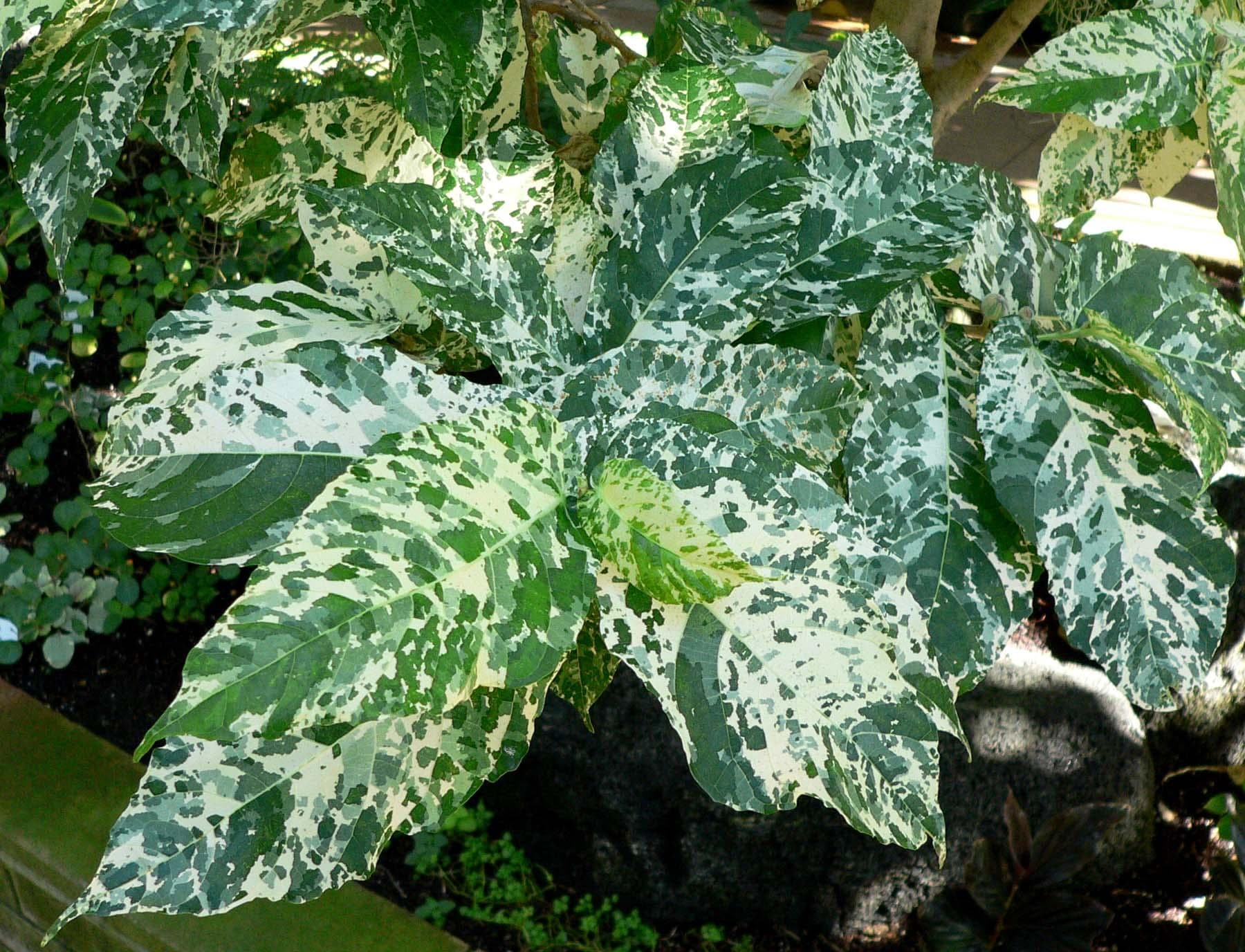 Clown fig (Ficus aspera) plant