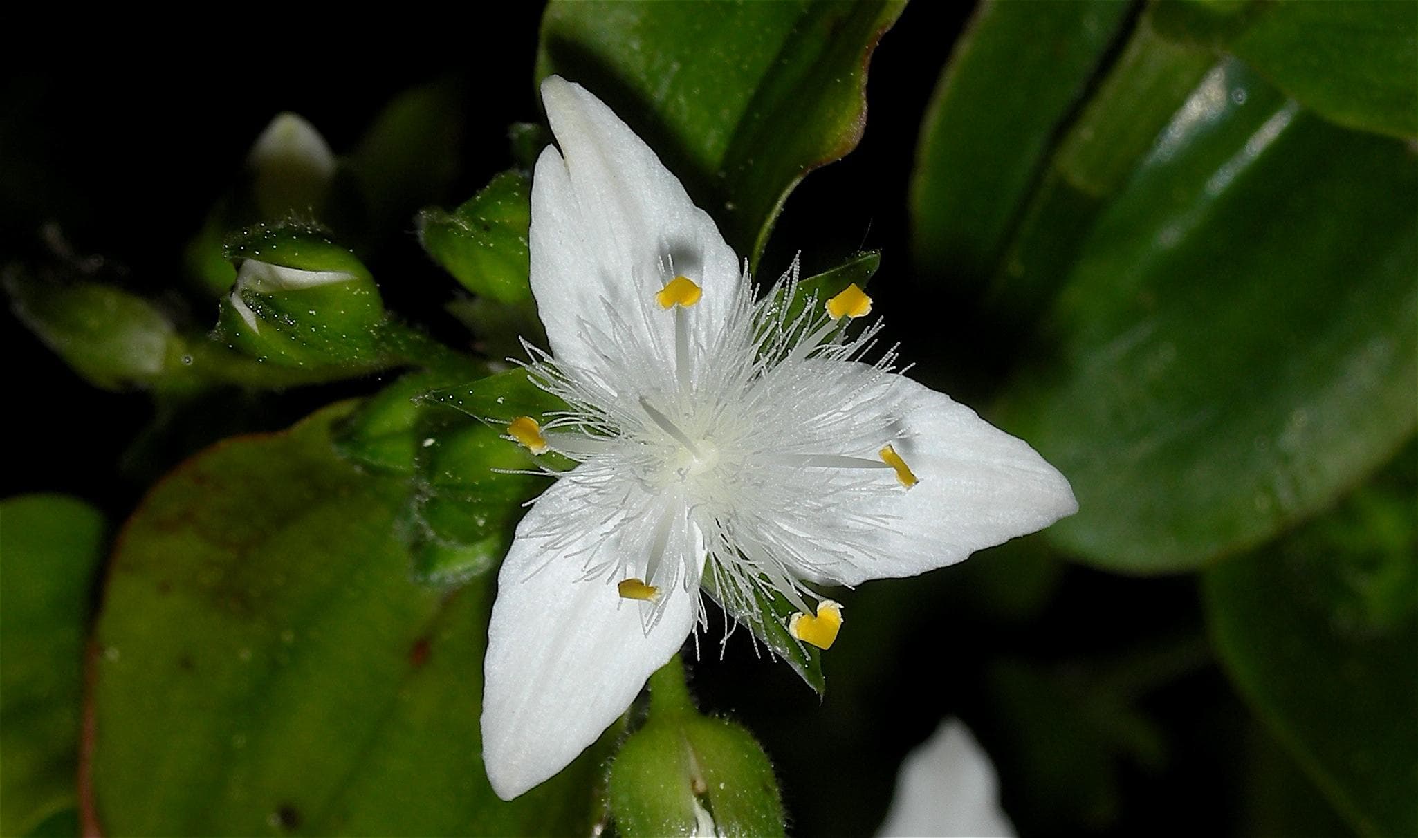 Small-leaf spiderwort