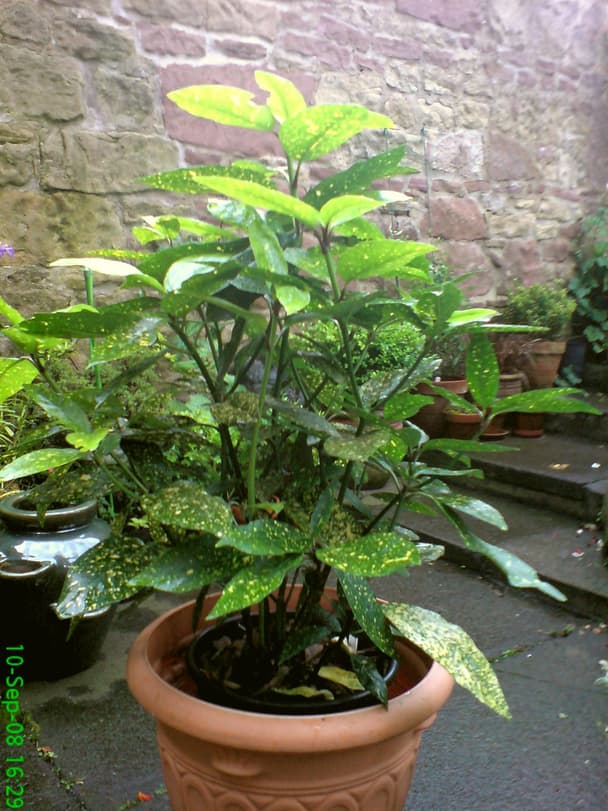 Japanese Laurel