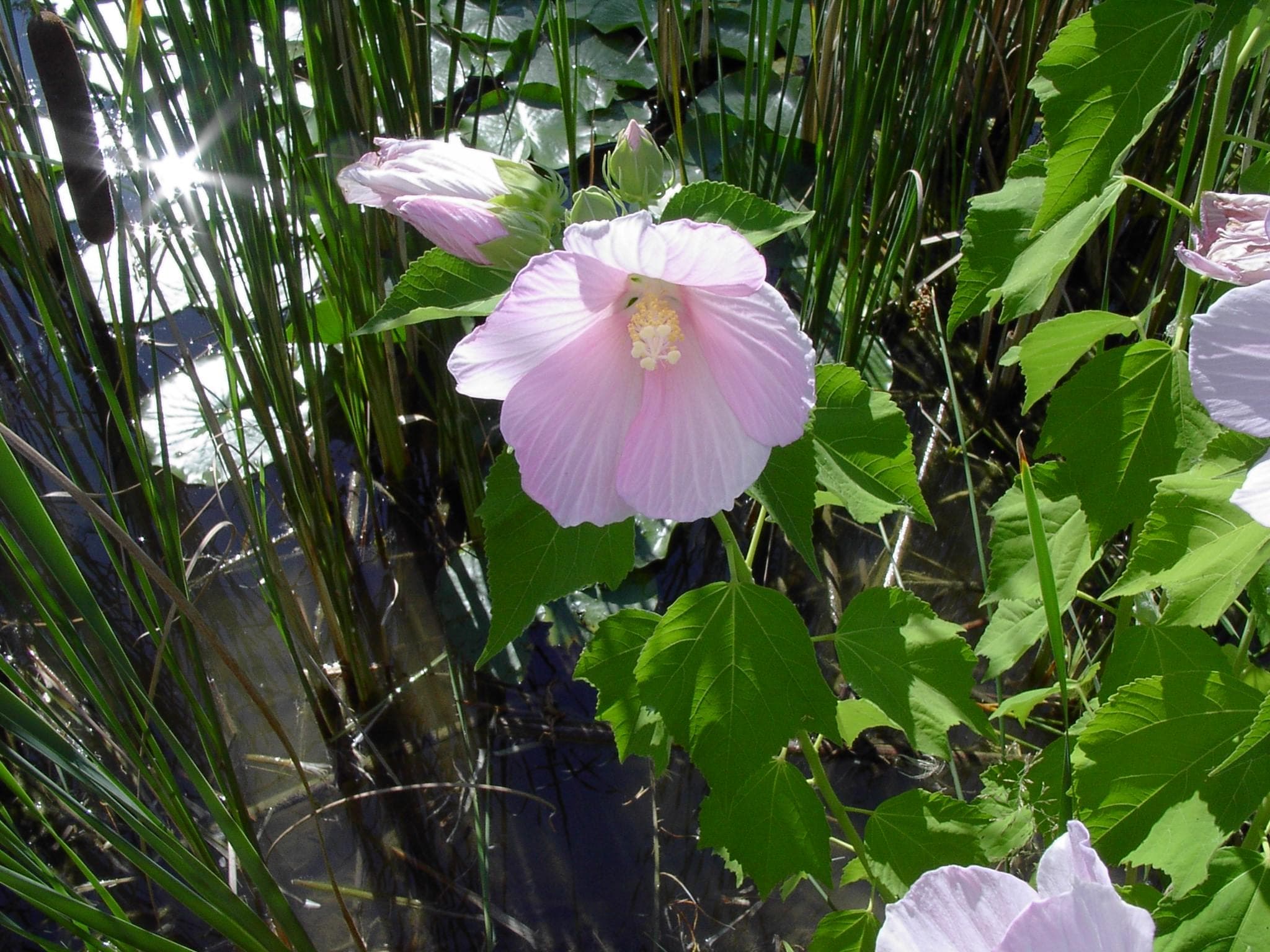 Swamp Rose-mallow