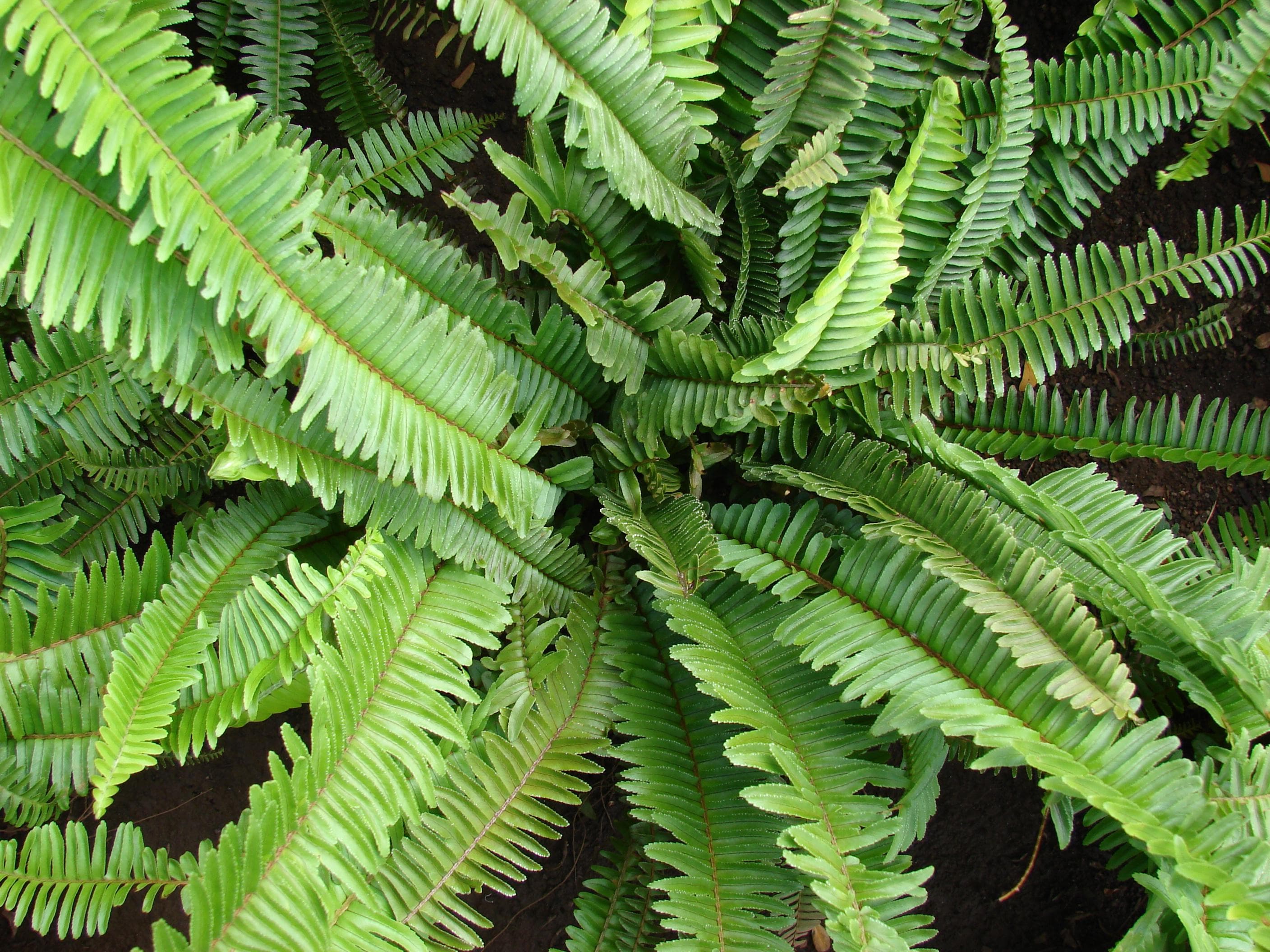 Tuberous sword fern