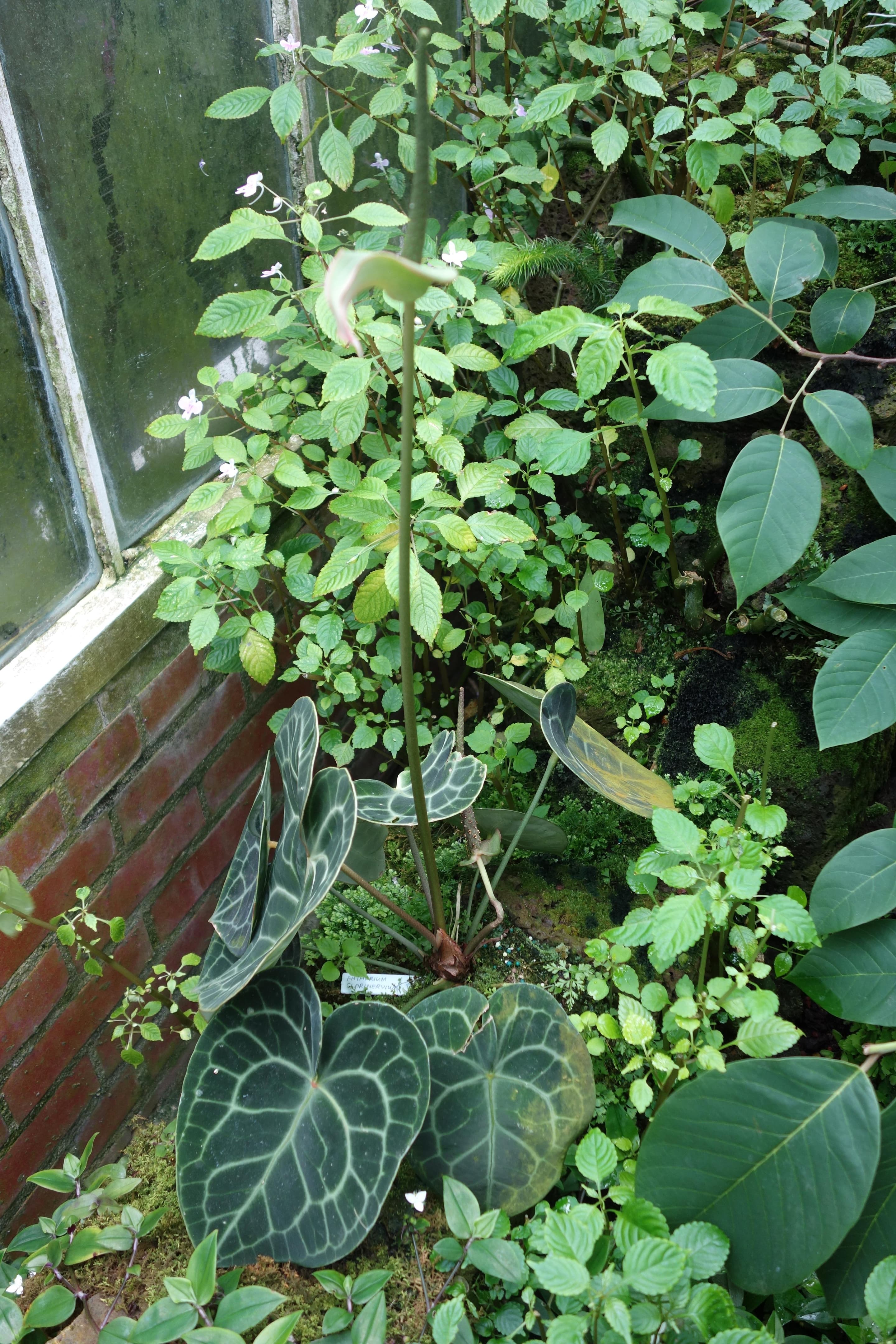 Anthurium clarinervium