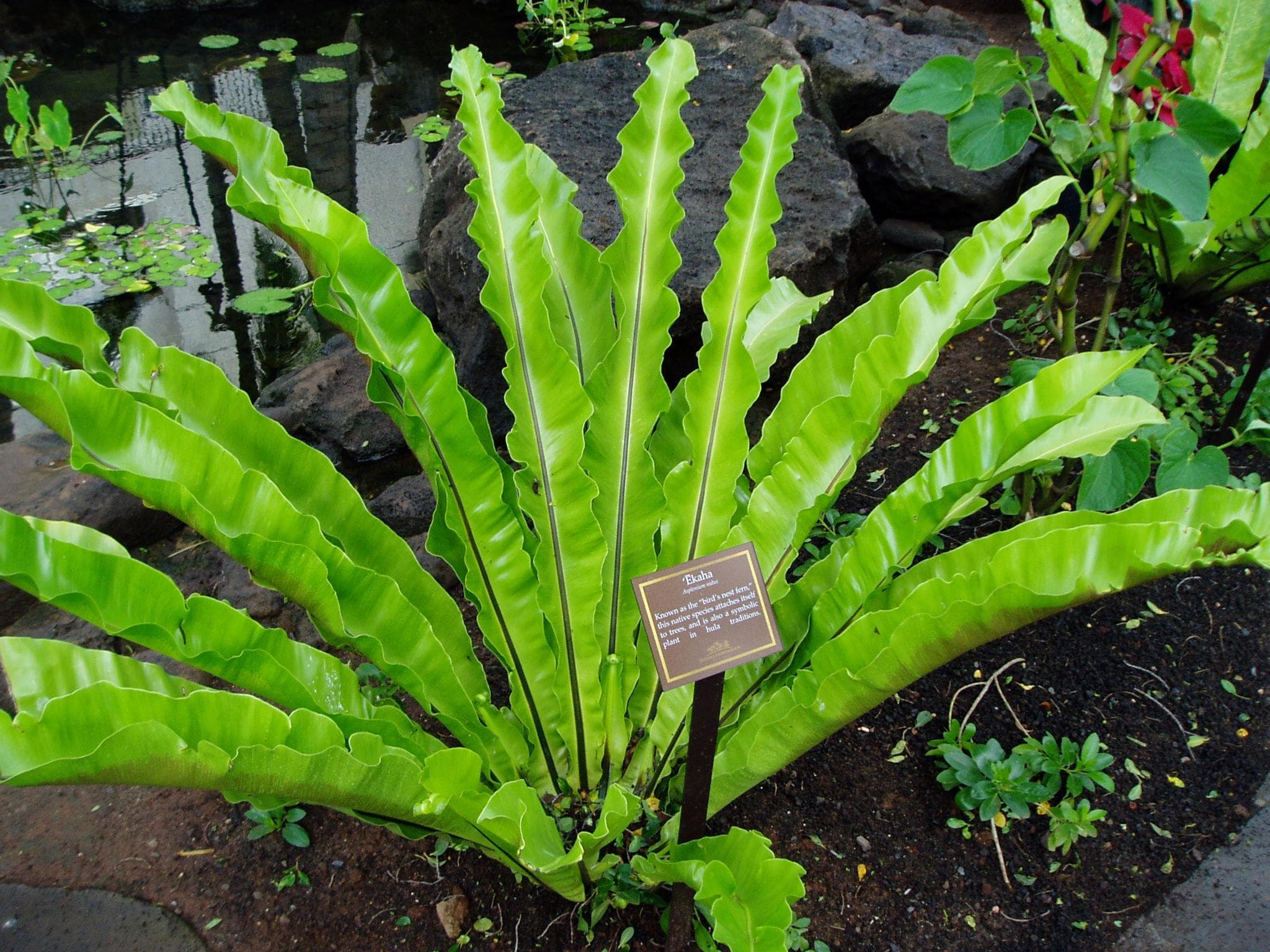 Japanese bird's-nest fern