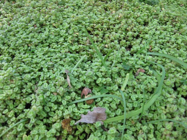 Crystal Stonecrop