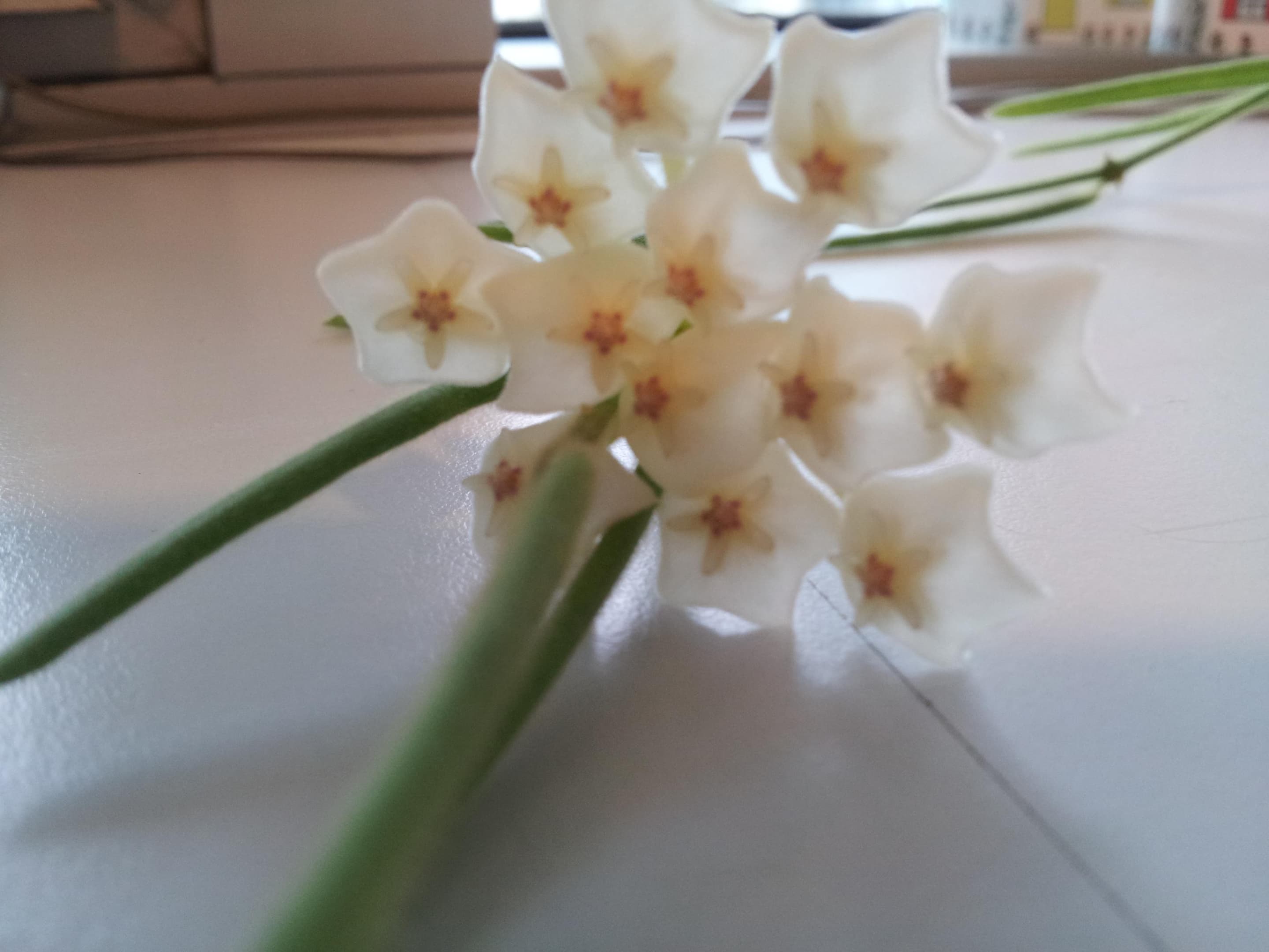 Hoya linearis