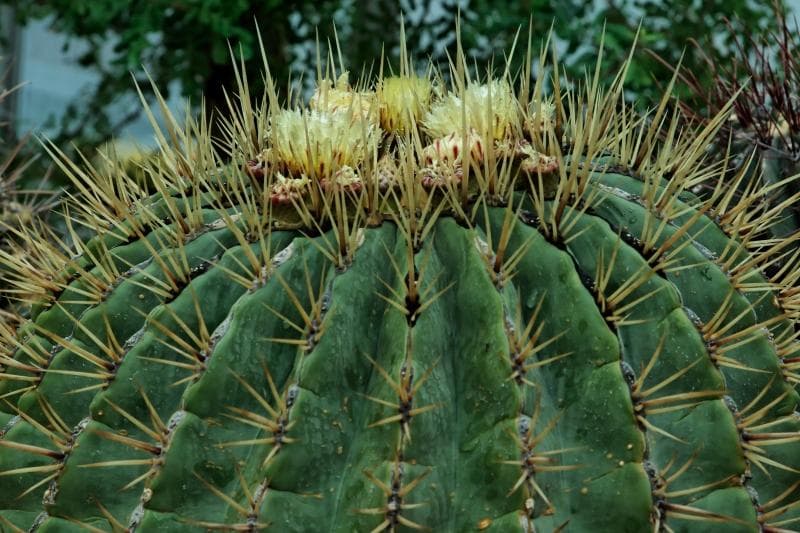 Acitrón barrel cactus (Ferocactus histrix) plant