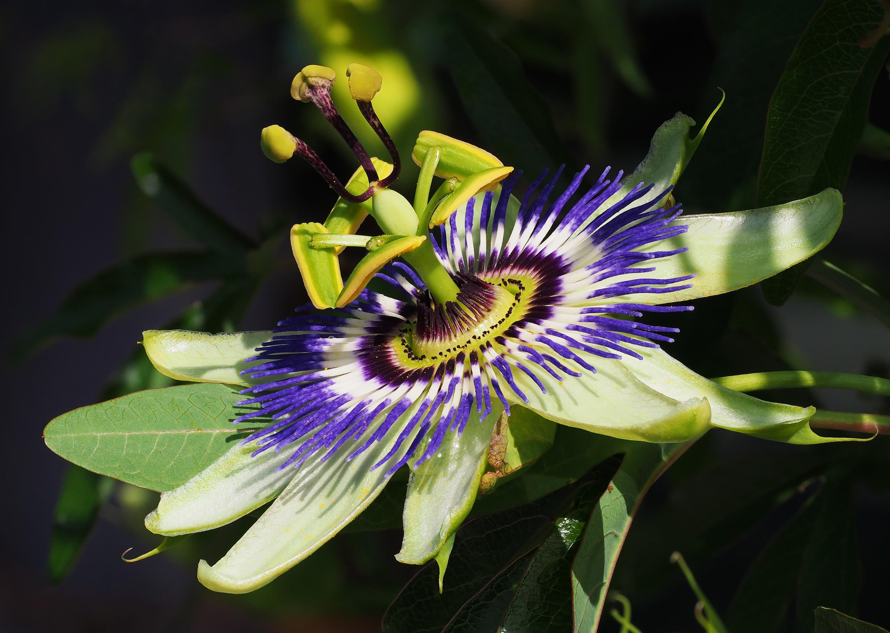 Blue Passion Flower