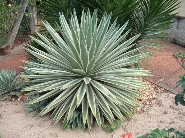 Caribbean agave