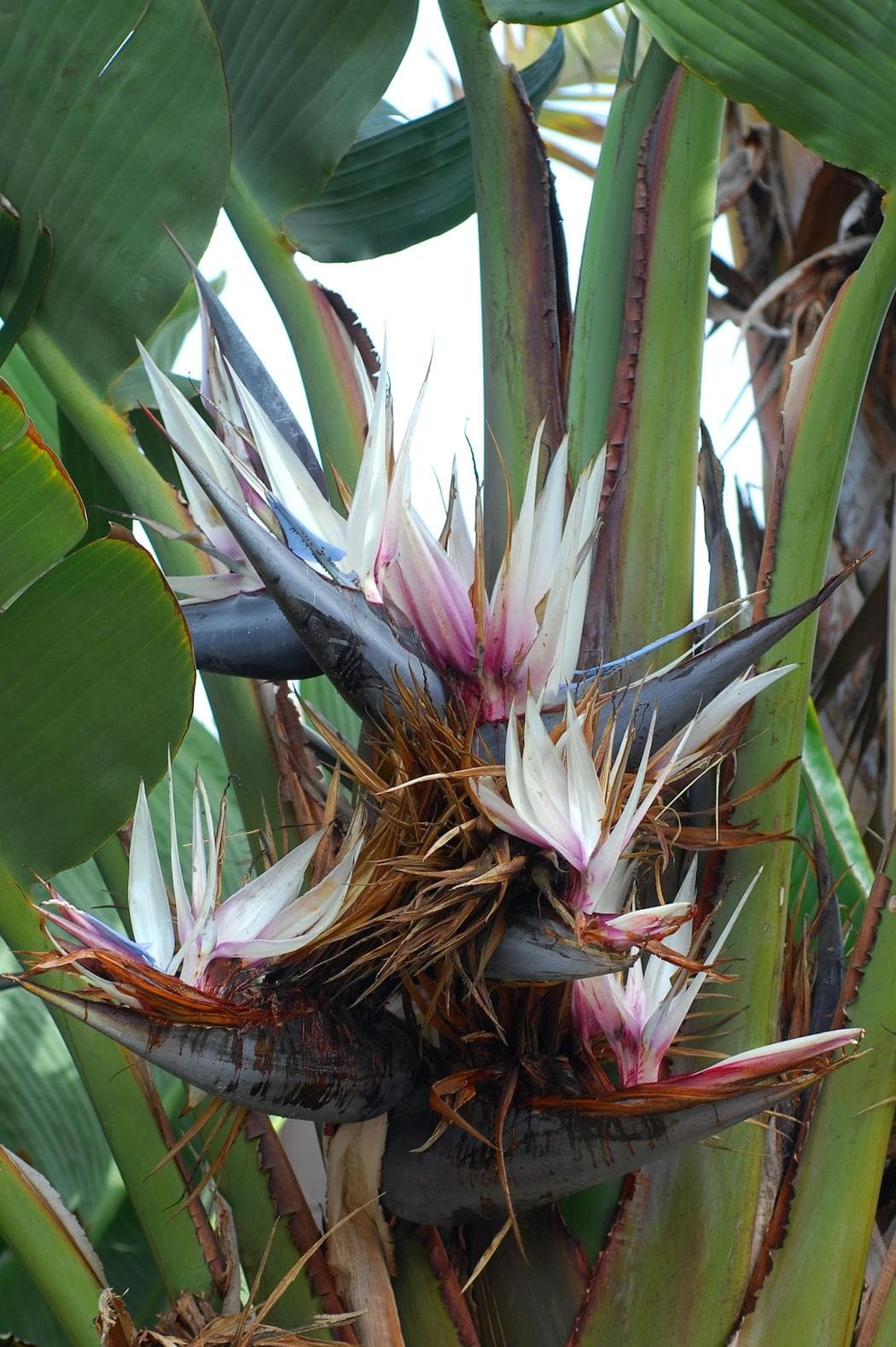 Giant White Bird of Paradise