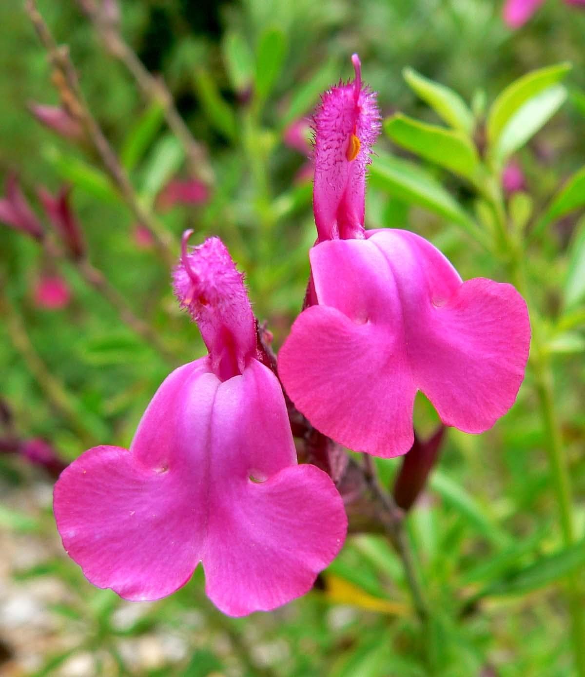 Autumn sage