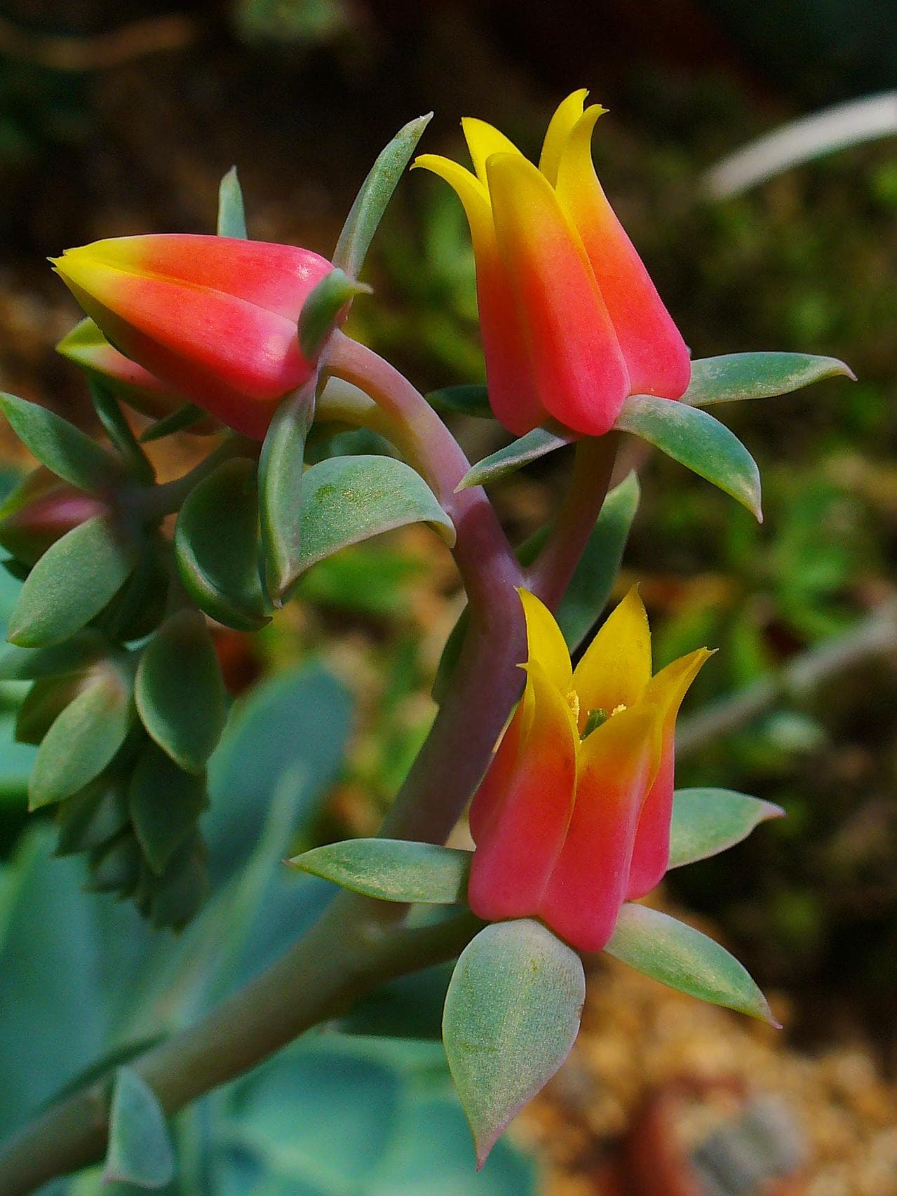 Metallic Echeveria