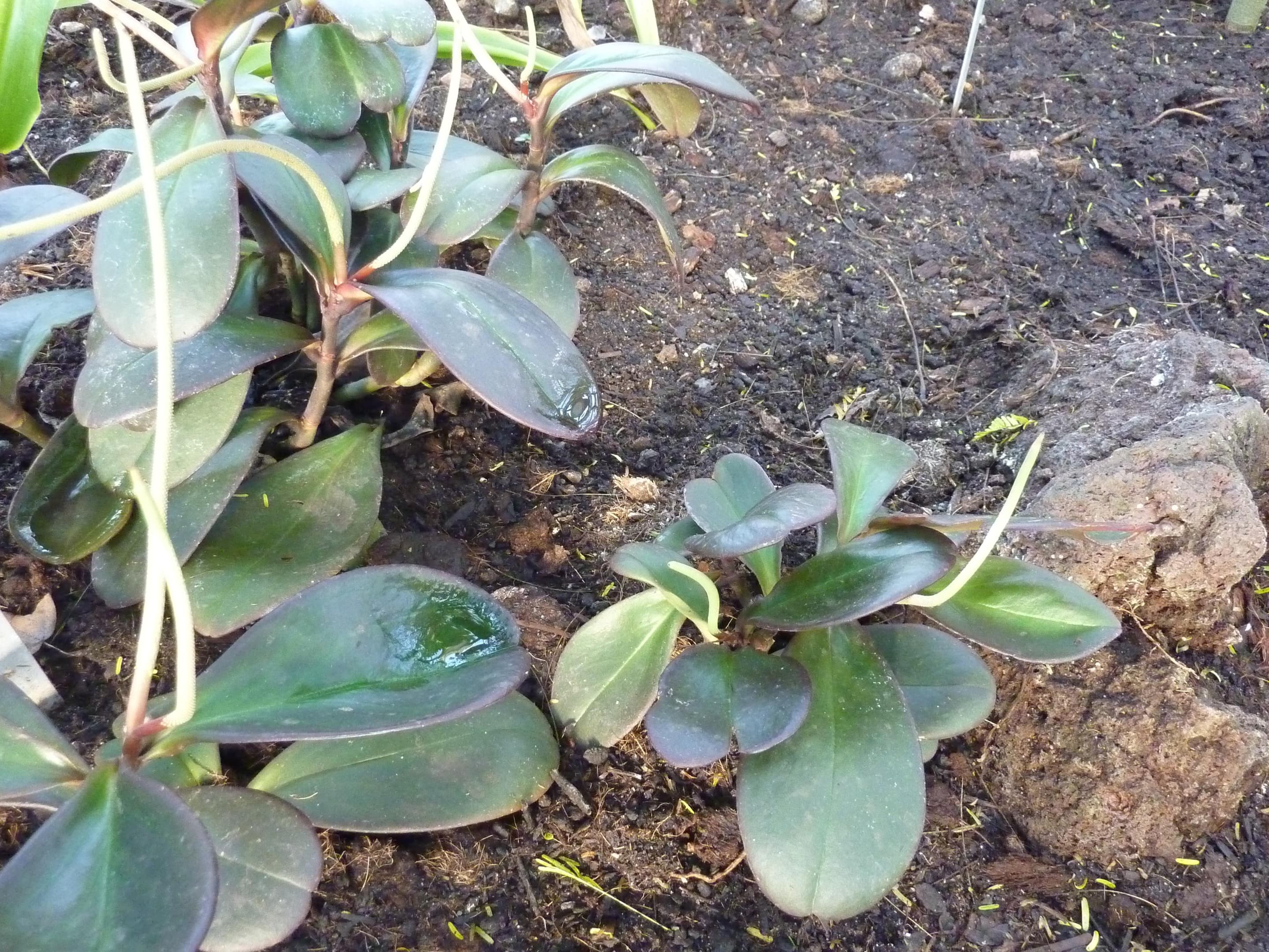 Red Edged Peperomia