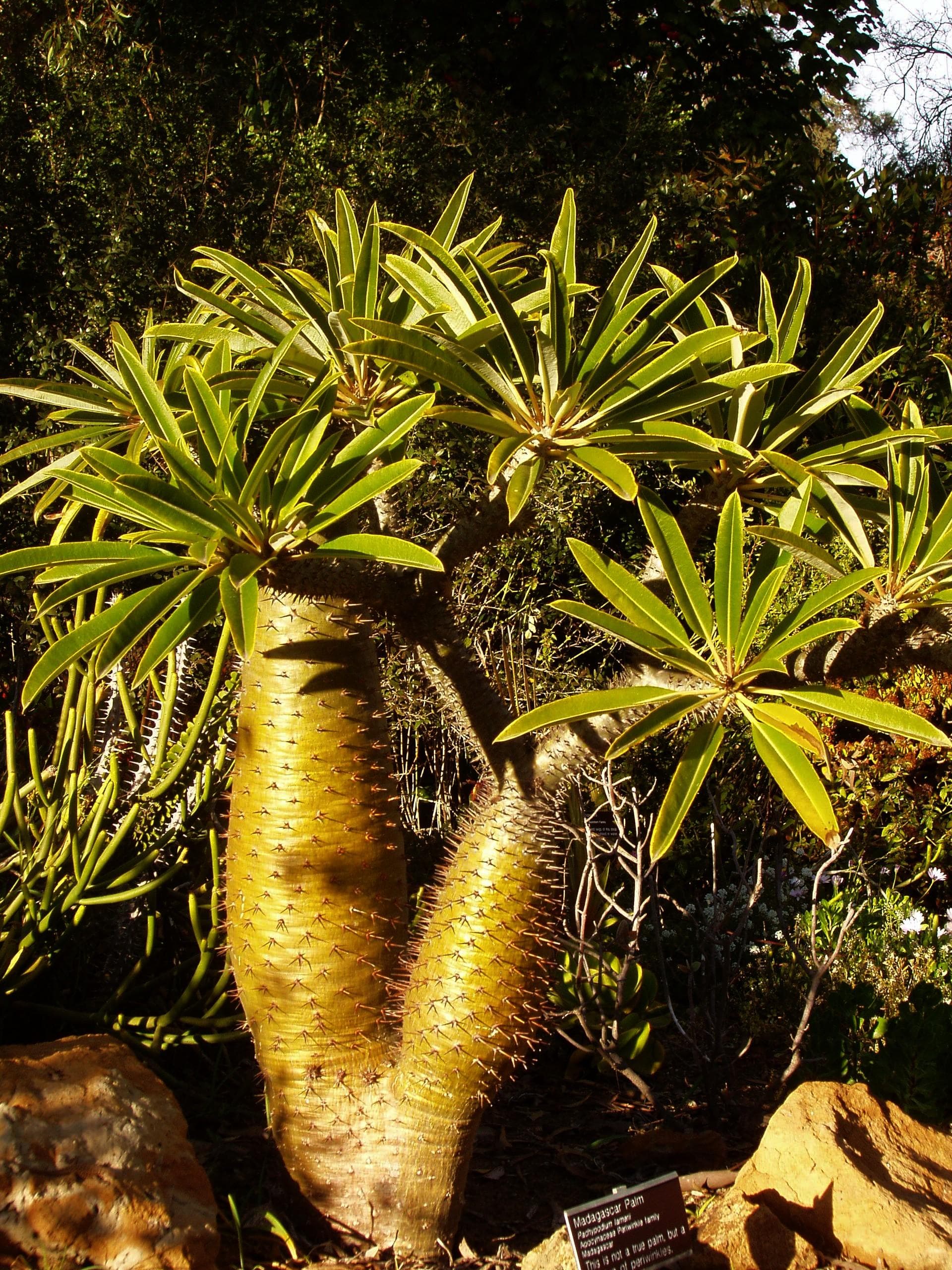 Madagascar palm