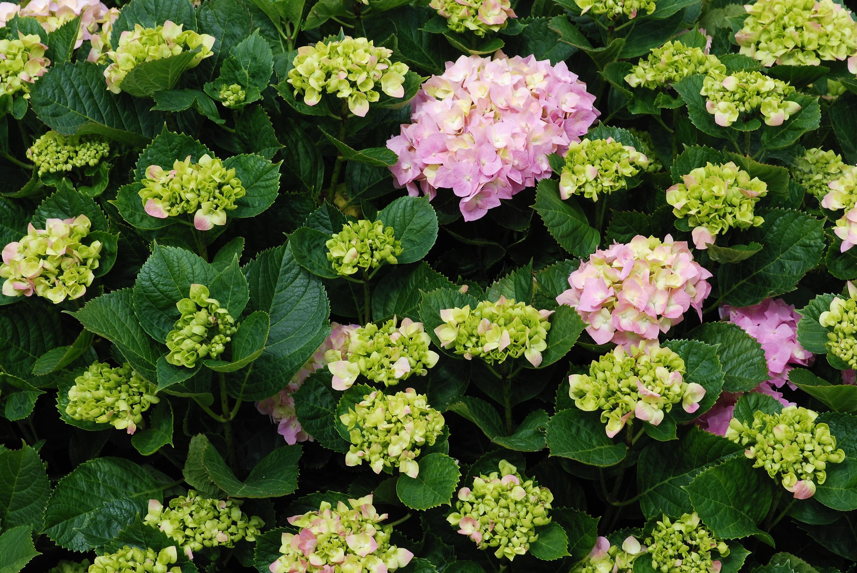 Bigleaf Hydrangea