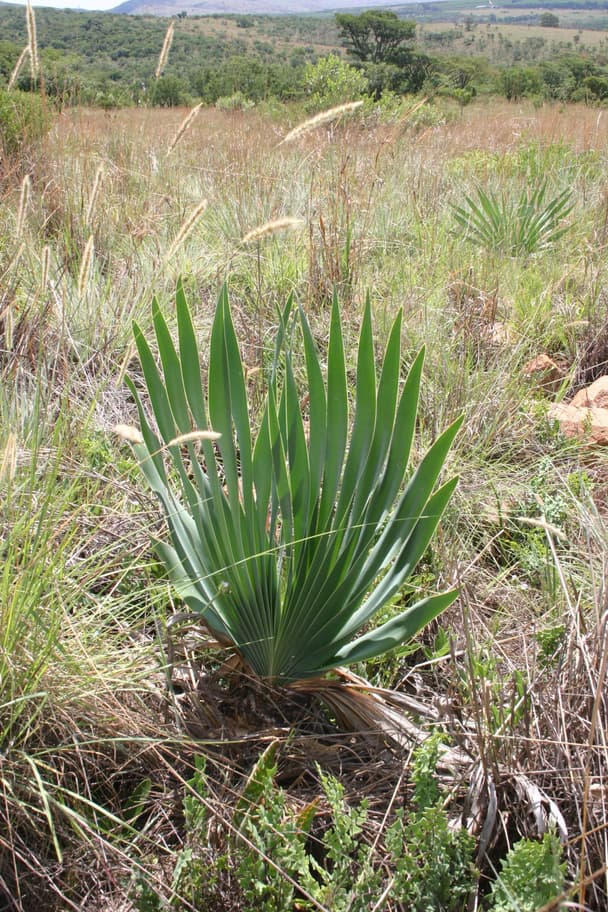 Bushman's Poison Bulb