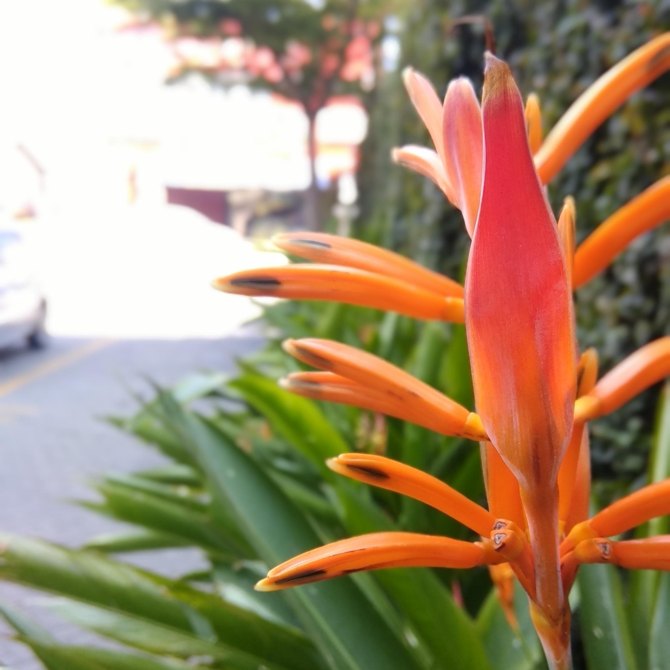Parrot's flower