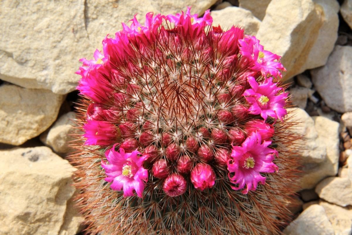 Spiny pincushion cactus