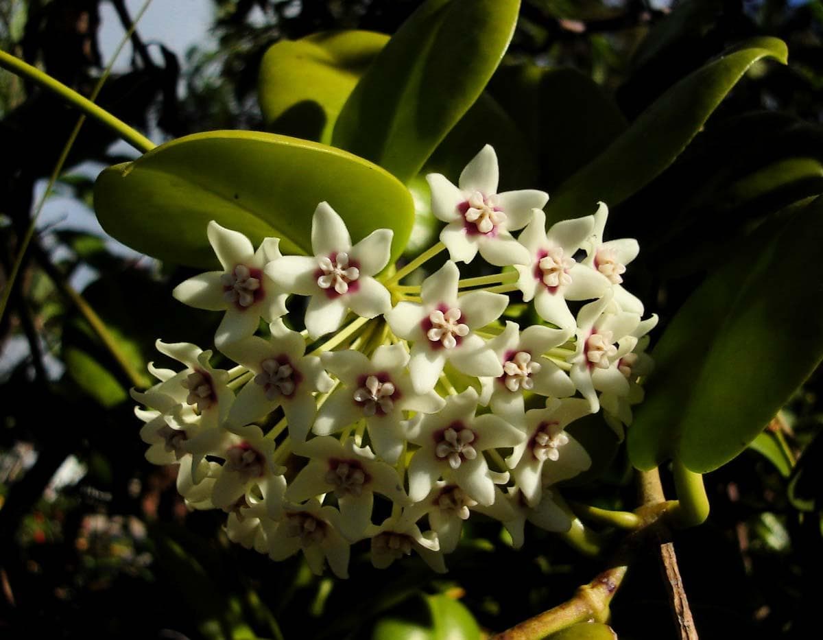 Hoya