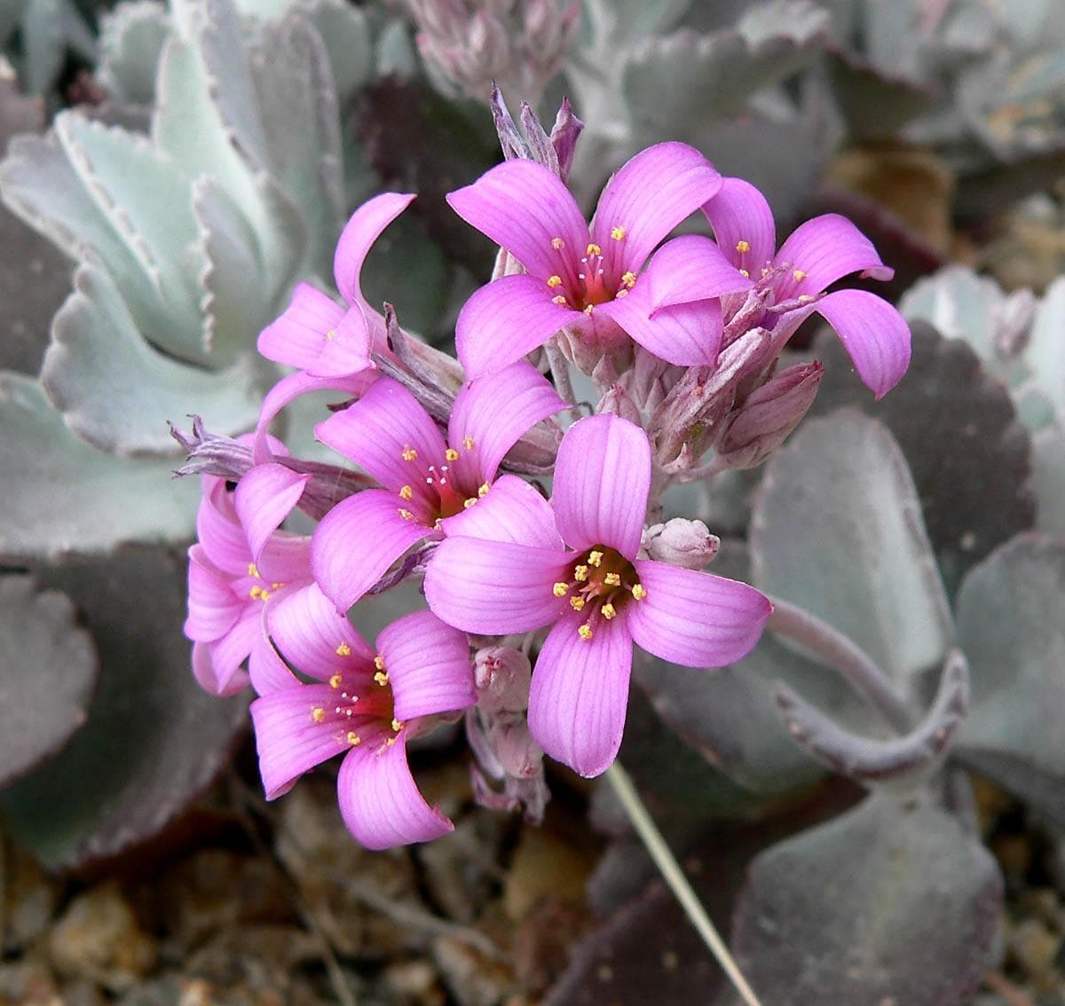 Flower Dust Plant