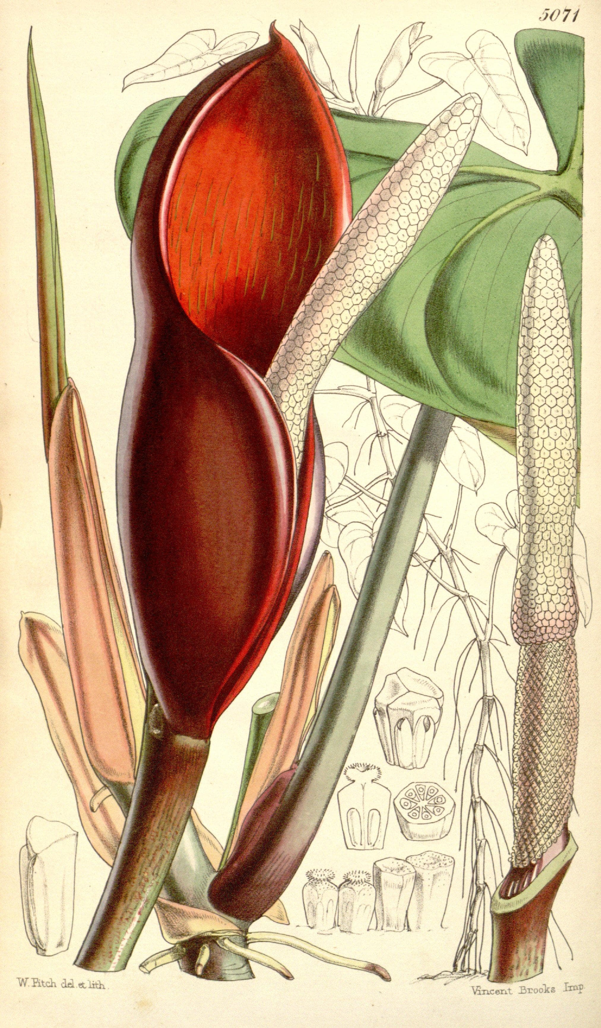 Blushing Philodendron