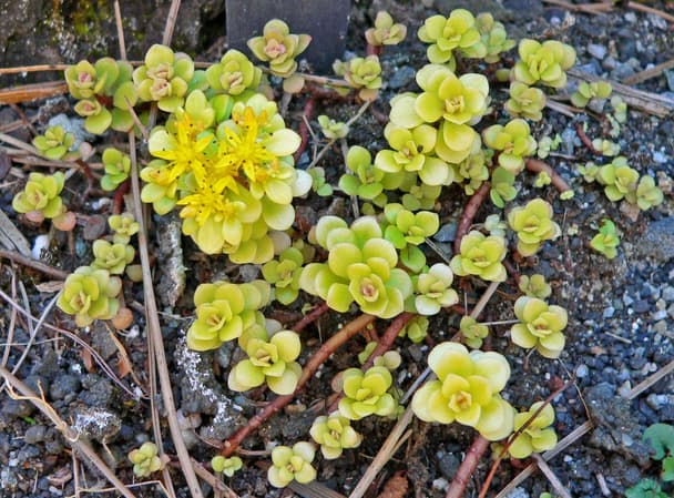 Golden Japanese Stonecrop