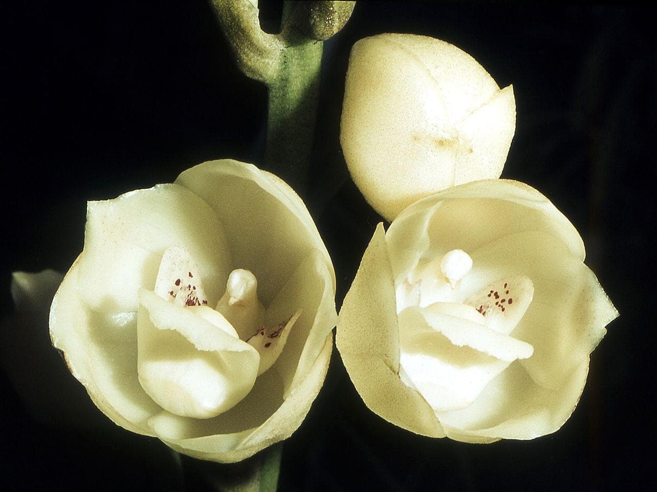 Dove orchid