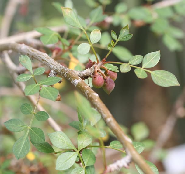 Mexican Frankincense