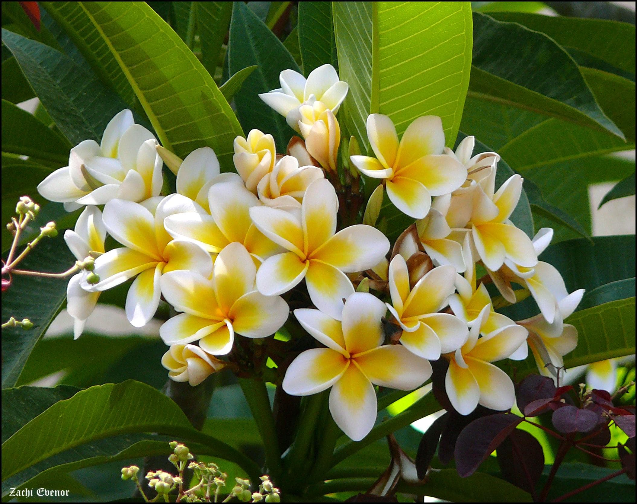 Mexican Plumeria