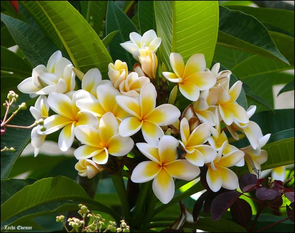 Mexican Plumeria