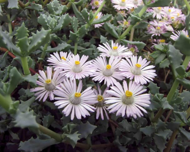 Deltoid-leaved Dewplant