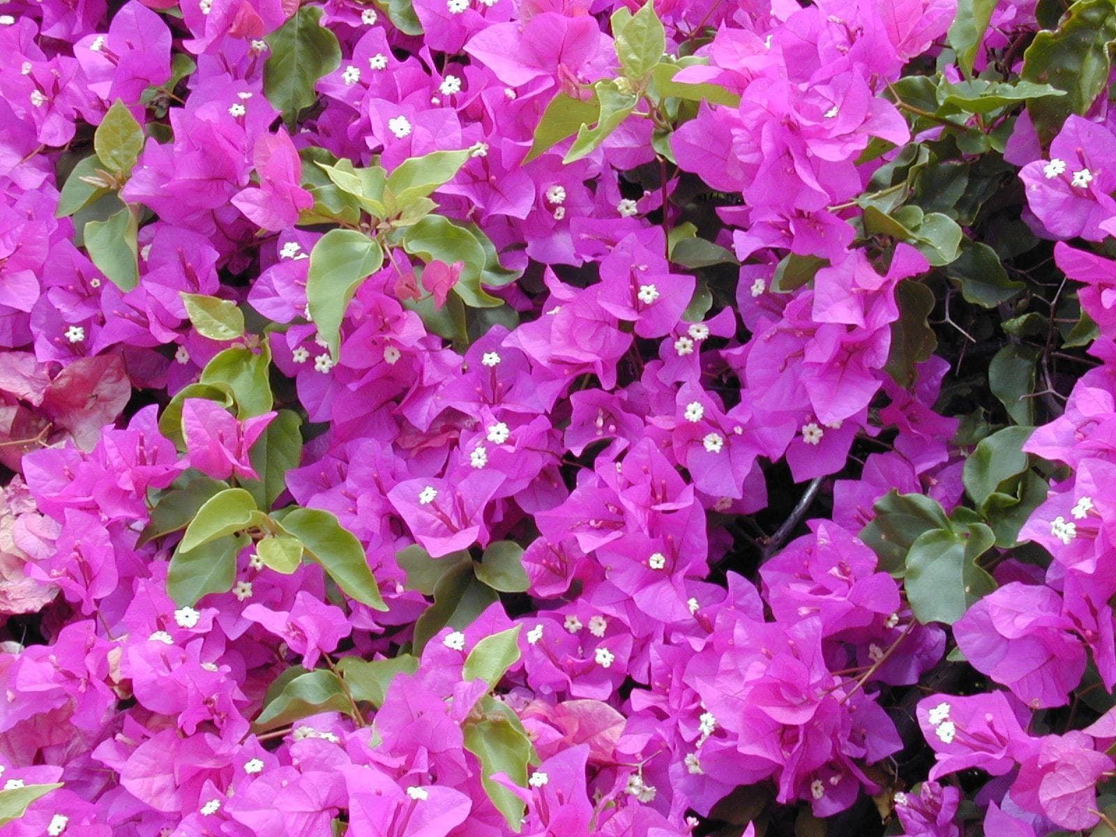 Great bougainvillea