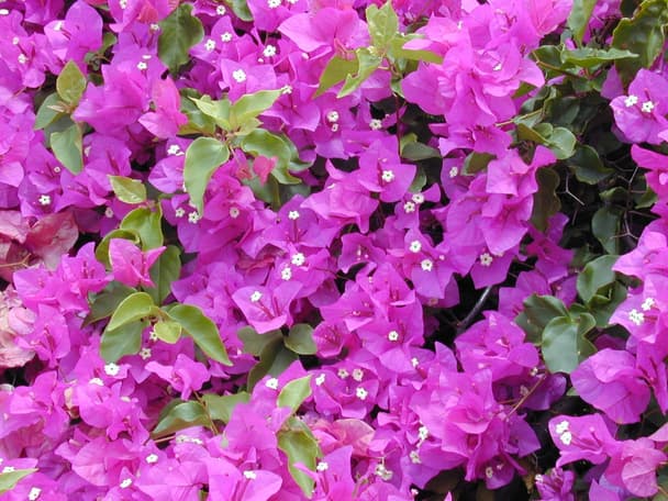Great bougainvillea