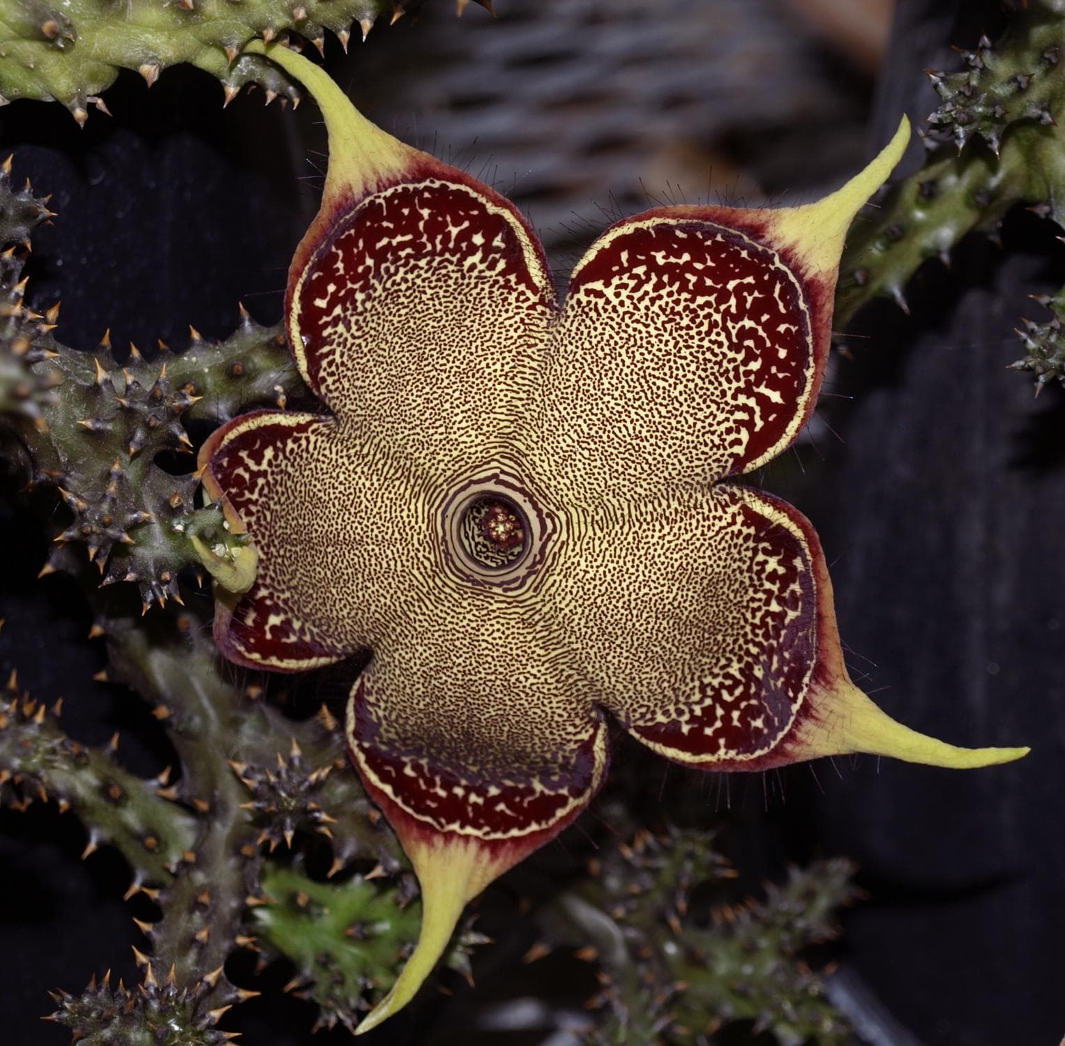 Persian Carpet Flower