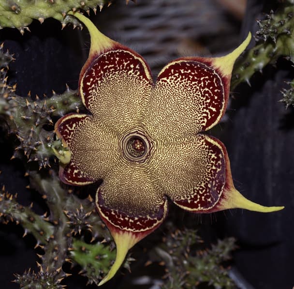 Persian Carpet Flower