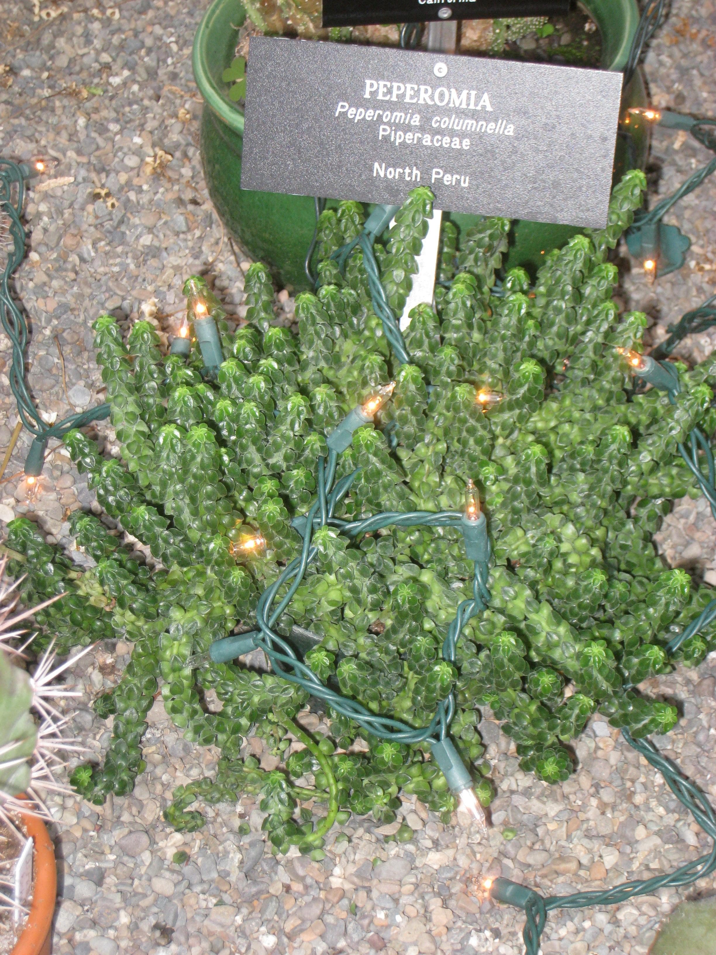 Columnar Peperomia