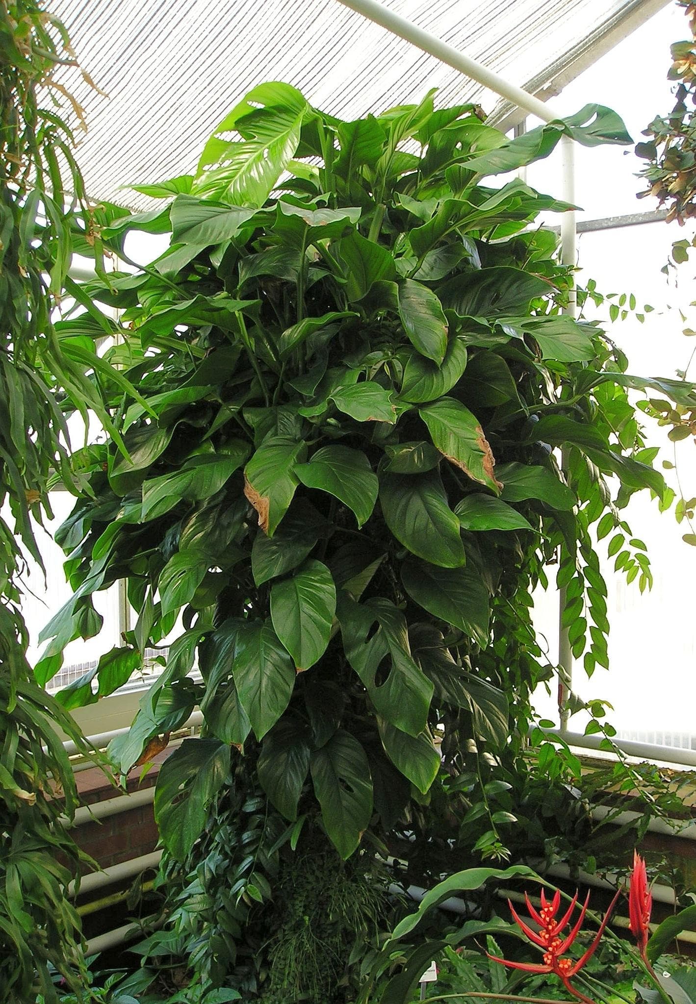 Window-Leaf Monstera
