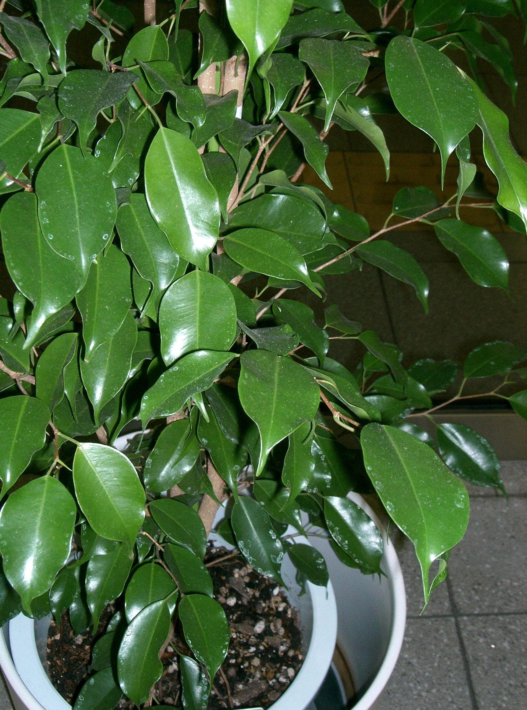 Weeping Fig