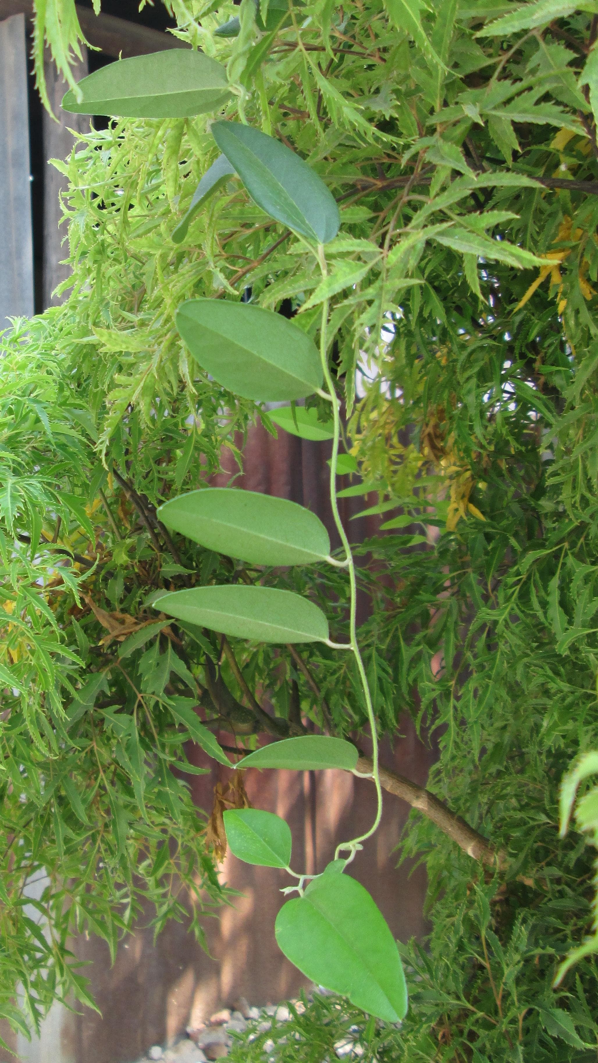 Ming aralia